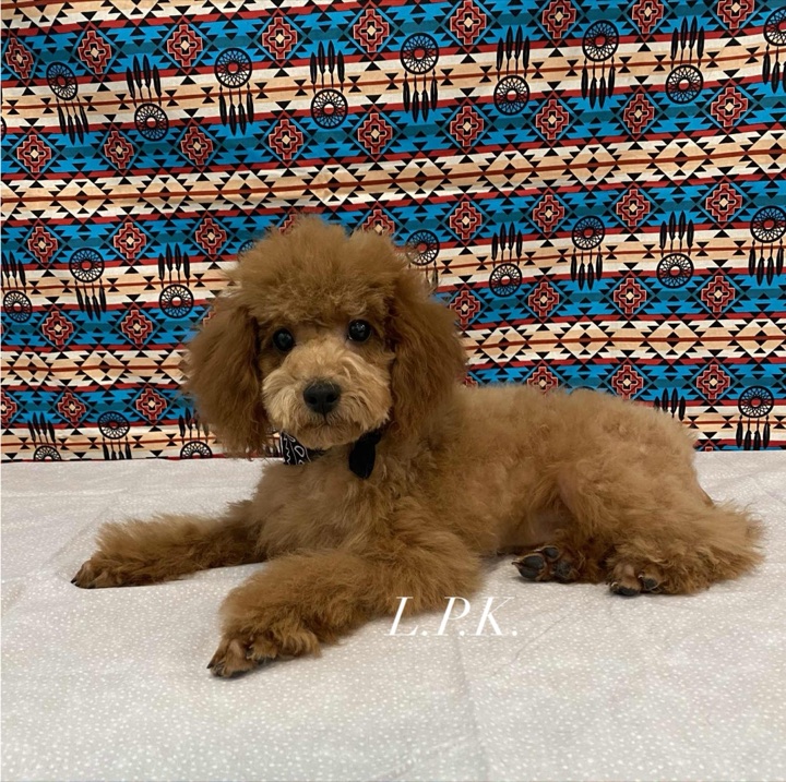 Chevy, a Little Paws Poodles parent dog