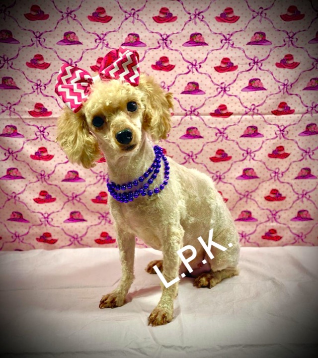 Juliet, a Little Paws Poodles parent dog