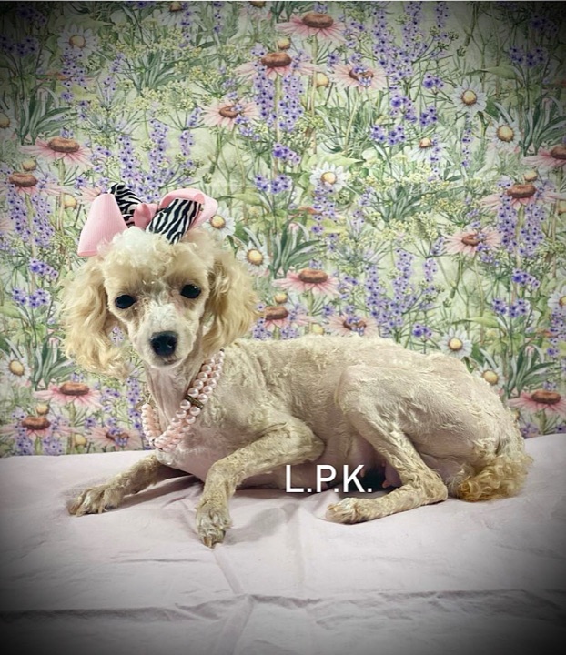 Lauren, a Little Paws Poodles parent dog