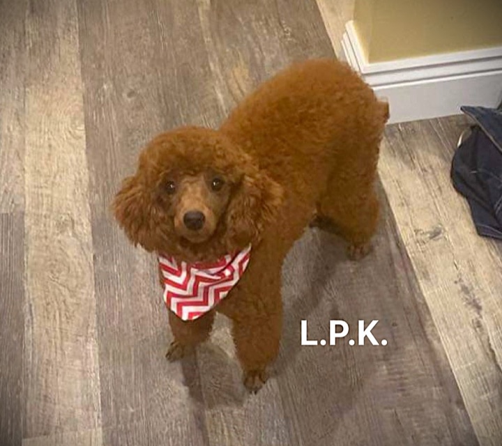 Little Paws Poodle, a Little Paws Poodles parent dog