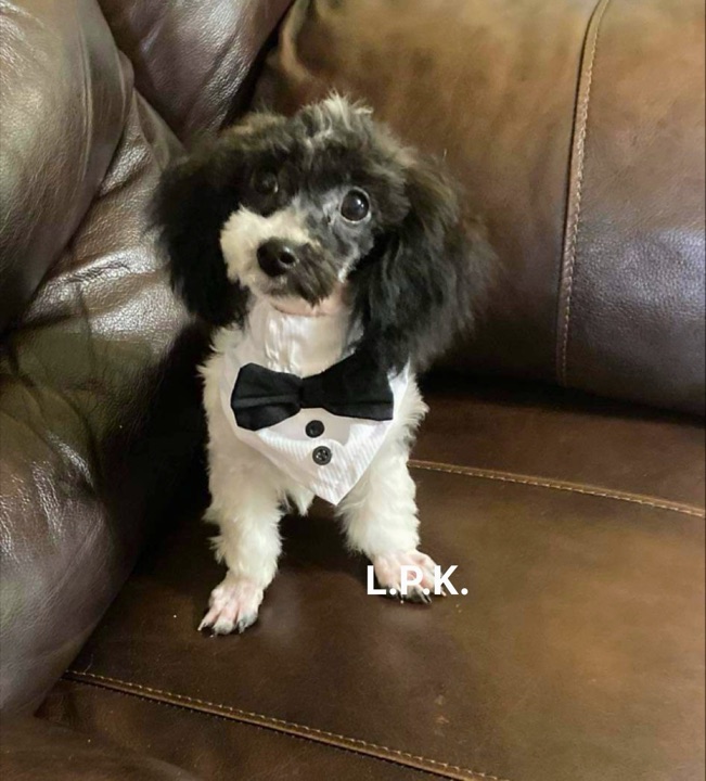 Domino, a Little Paws Poodles parent dog