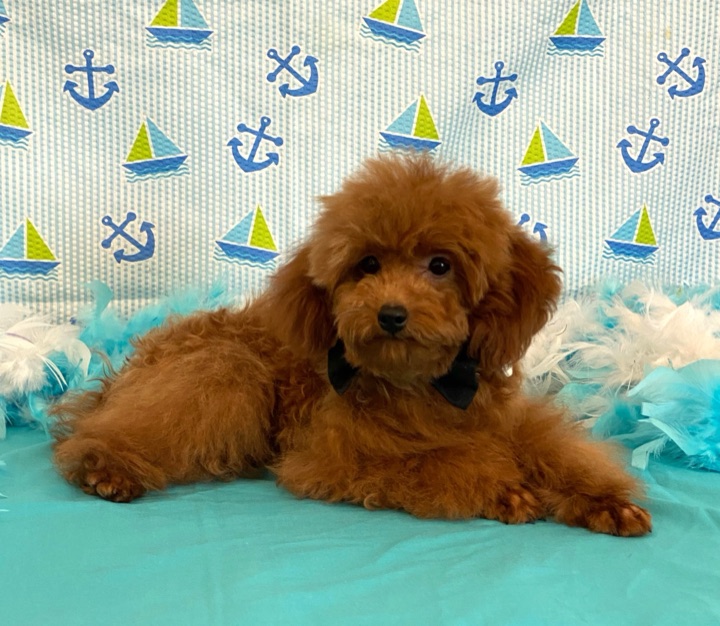 Copper, a Little Paws Poodles parent dog