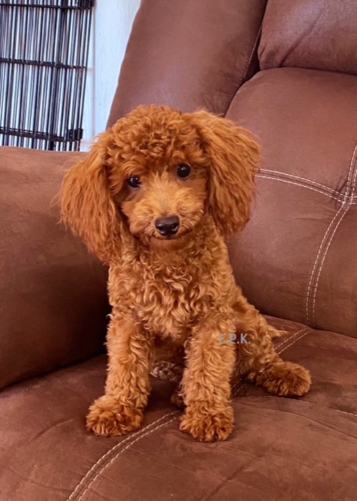Robby, a Little Paws Poodles parent dog