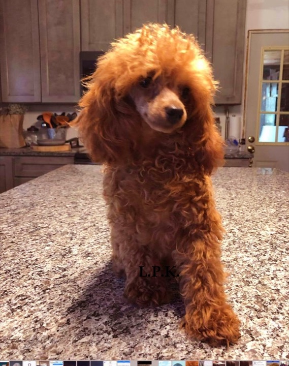 Chili, a Little Paws Poodles parent dog