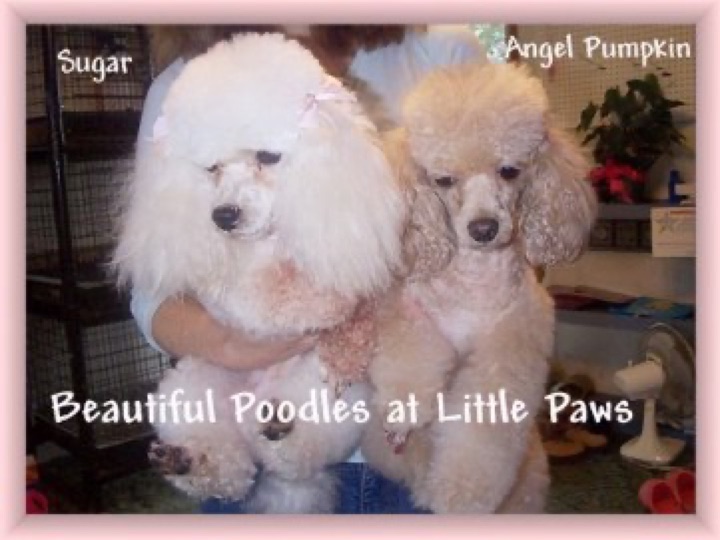 Angel, a Little Paws Poodles parent dog