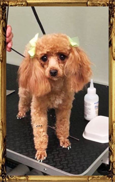 Punk, a Little Paws Poodles parent dog