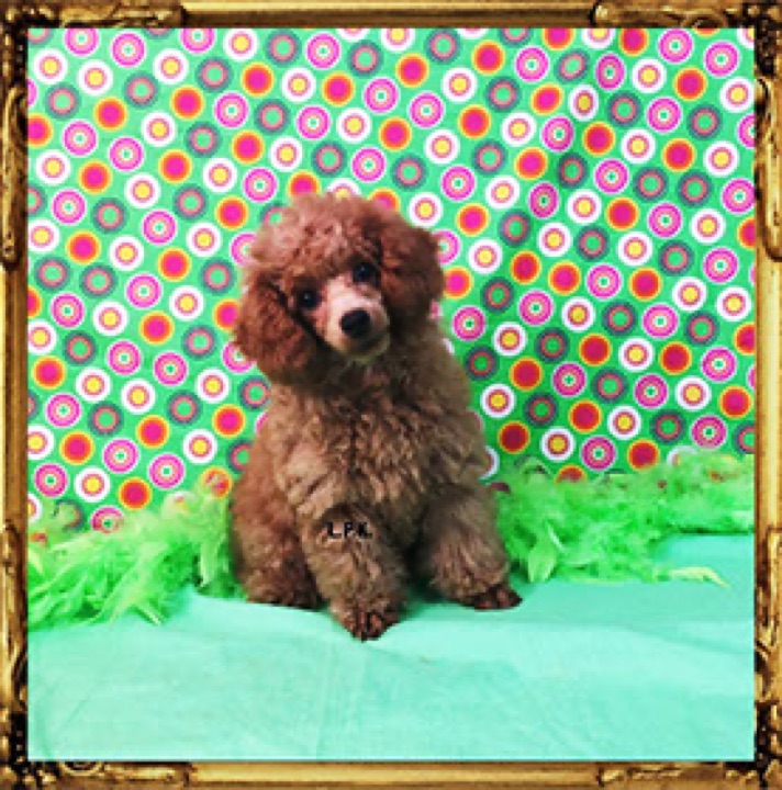 Rosie, a Little Paws Poodles parent dog