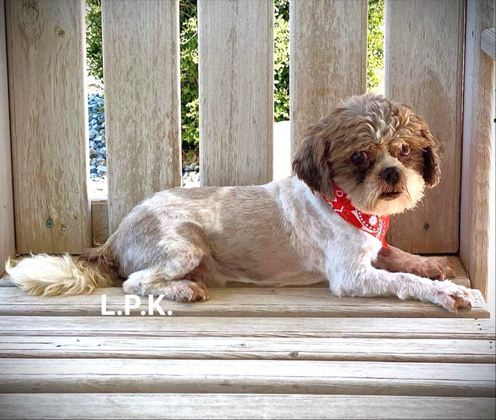 Frankie, a Little Paws Shih-Tzus parent dog