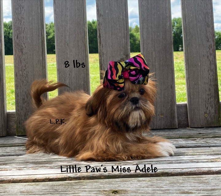 Adele, a Little Paws Shih-Tzus parent dog