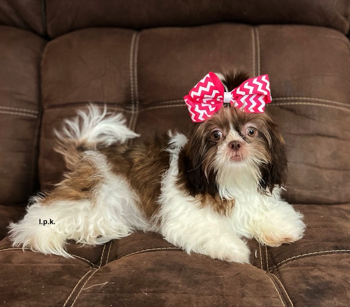 Charlotte, a Little Paws Shih-Tzus parent dog