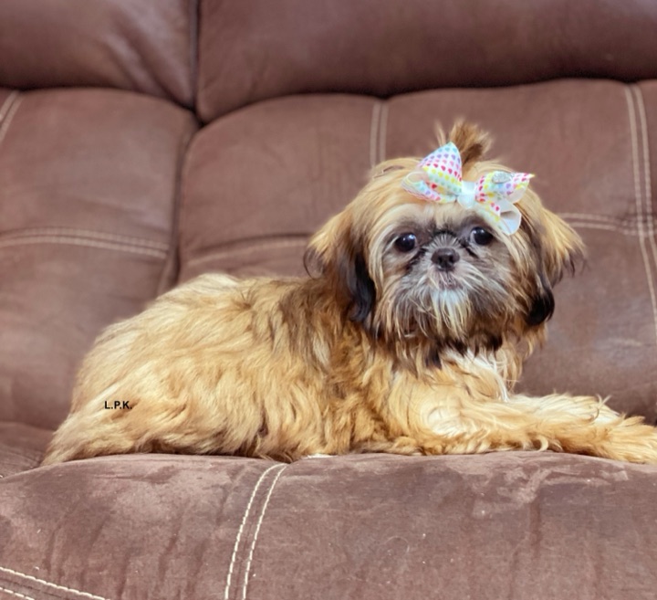 Autumn, a Little Paws Shih-Tzus parent dog