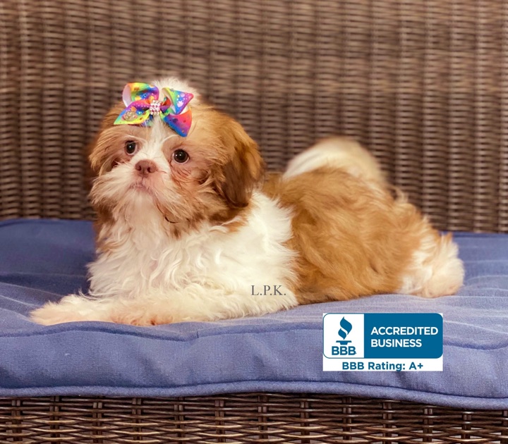 Alisha, a Little Paws Shih-Tzus parent dog