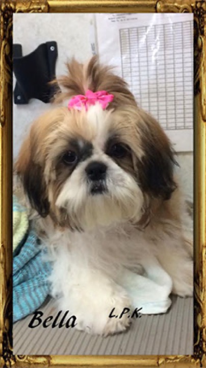 Bella, a Little Paws Shih-Tzus parent dog