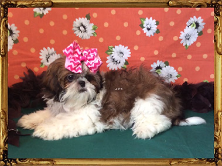 Beasley, a Little Paws Shih-Tzus parent dog