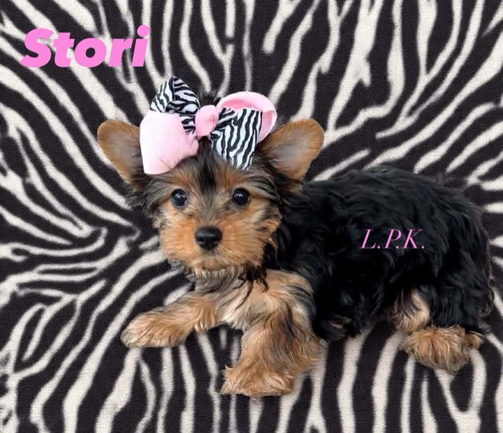 Stori, a Little Paws Yorkies parent dog