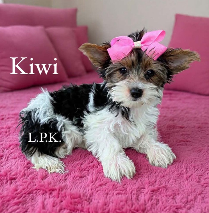 Kiwi, a Little Paws Yorkies parent dog