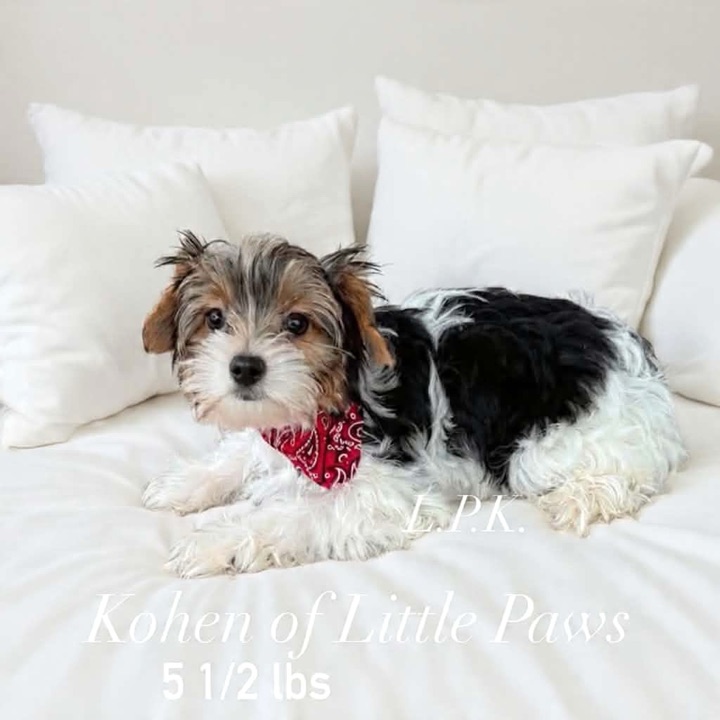 Kohen, a Little Paws Yorkies parent dog