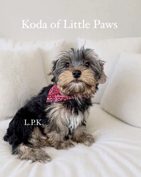Koda, a Little Paws Yorkies parent dog