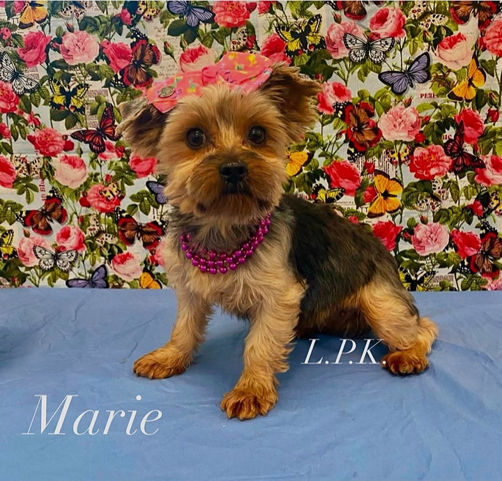 Marie, a Little Paws Yorkies parent dog