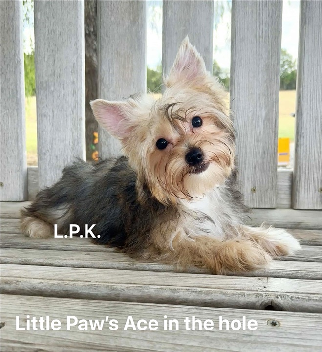 Ace, a Little Paws Yorkies parent dog