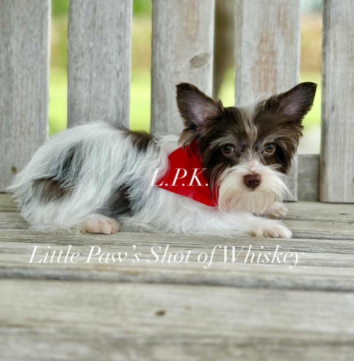 Whiskey, a Little Paws Yorkies parent dog
