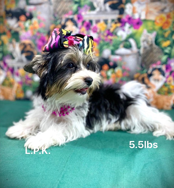 Harlyn, a Little Paws Yorkies parent dog