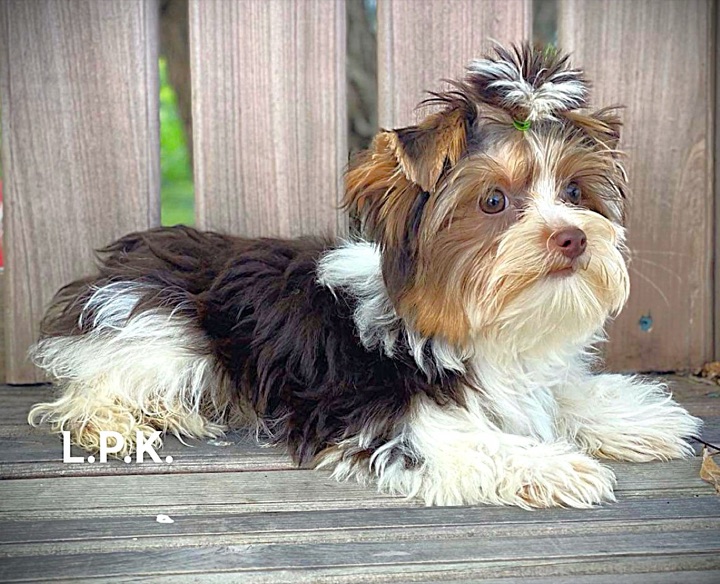 Strutt, a Little Paws Yorkies parent dog