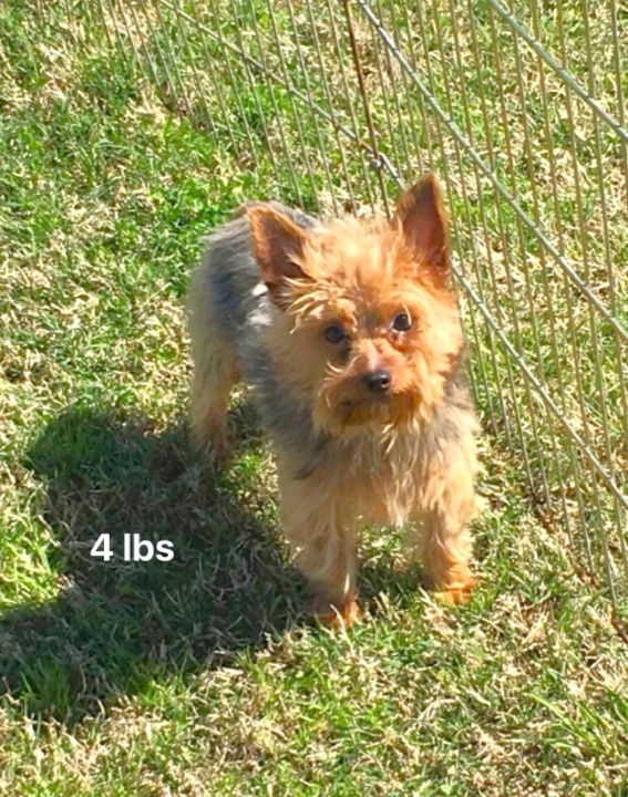 Bullet, a Little Paws Designer parent dog
