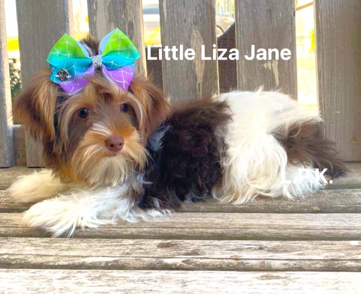Liza Jane, a Little Paws Yorkies parent dog