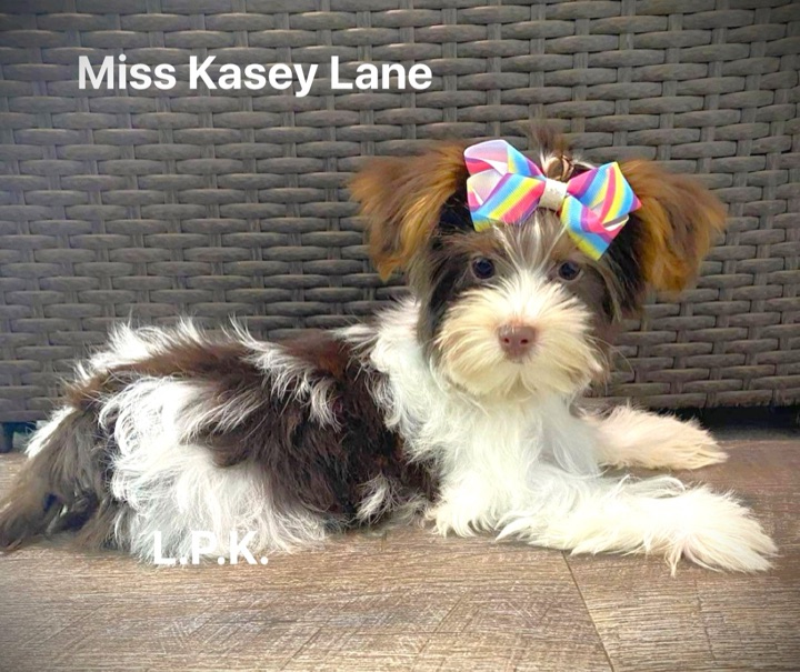 Kasey Lane, a Little Paws Yorkies parent dog