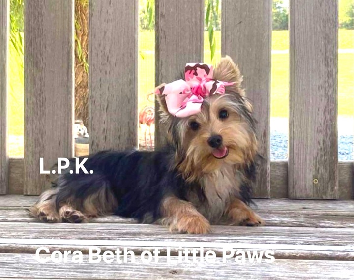 Cora Beth, a Little Paws Designer parent dog
