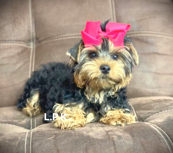 Gretchen, a Little Paws Yorkies parent dog