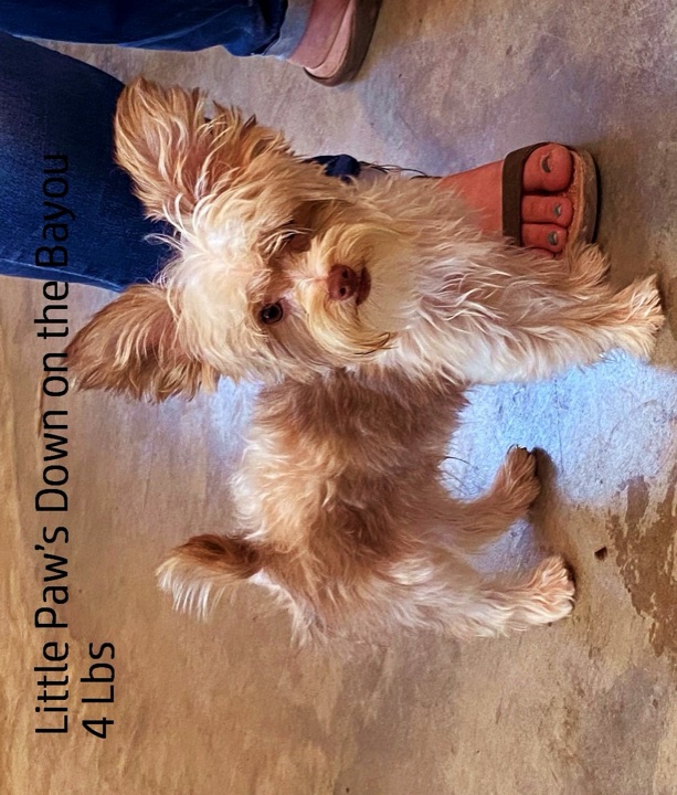 Bayou, a Little Paws Yorkies parent dog