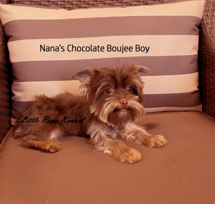 Boujee, a Little Paws Yorkies parent dog