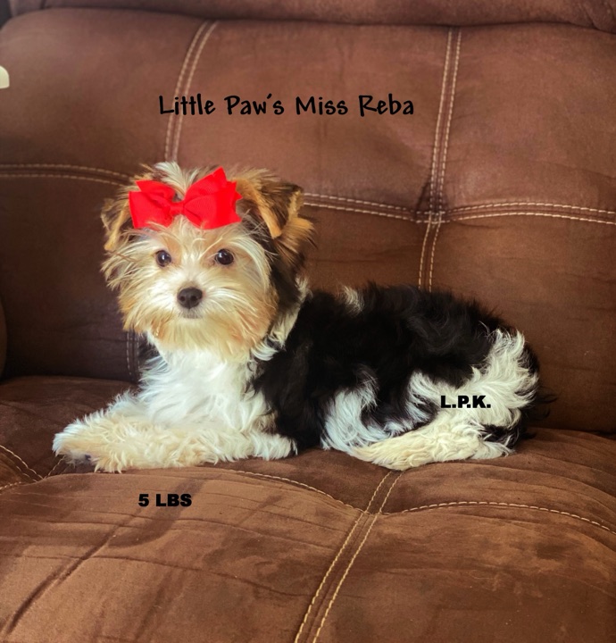 Reba, a Little Paws Yorkies parent dog