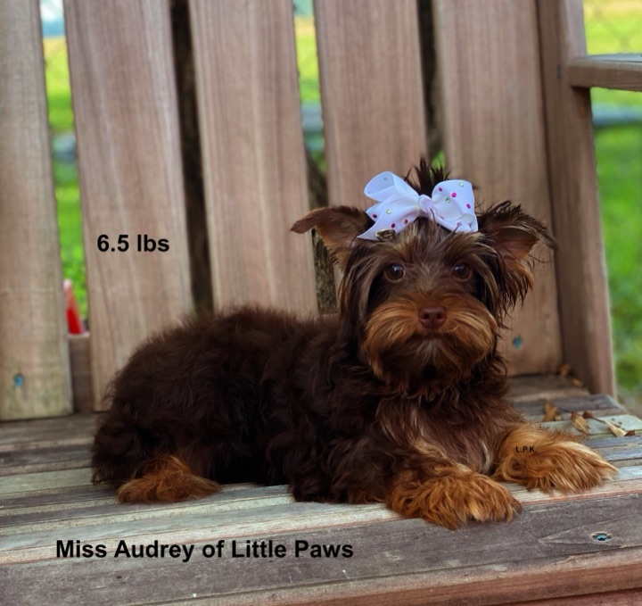 Audrey, a Little Paws Yorkies parent dog
