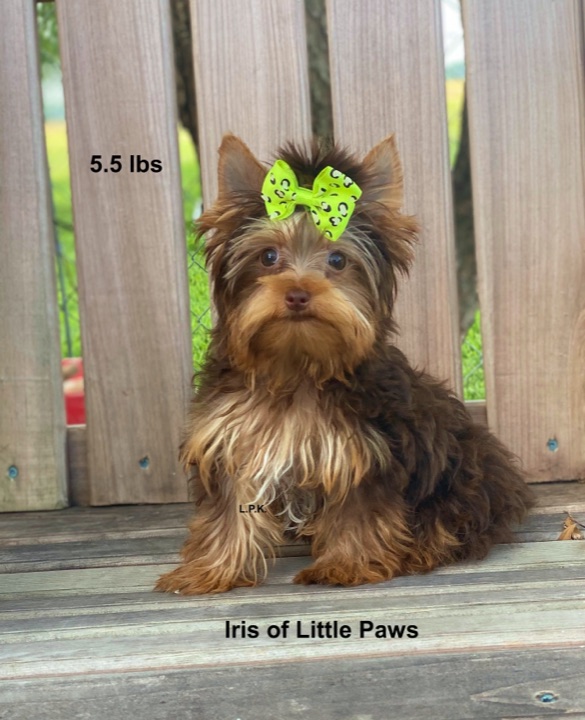 Iris, a Little Paws Yorkies parent dog