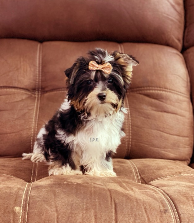 Little Paws Yorkie, a Little Paws Yorkies parent dog