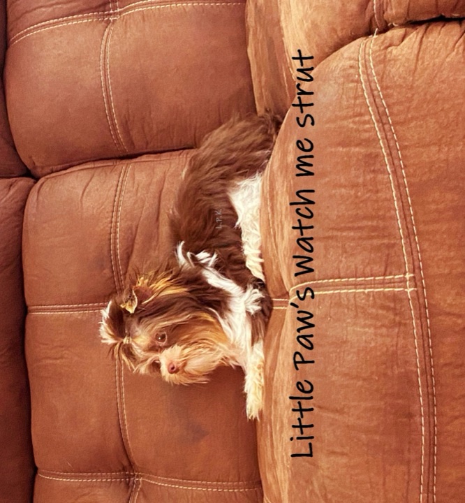 Strut, a Little Paws Yorkies parent dog