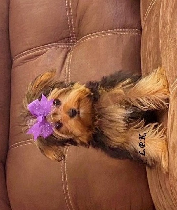 Ivanka, a Little Paws Yorkies parent dog