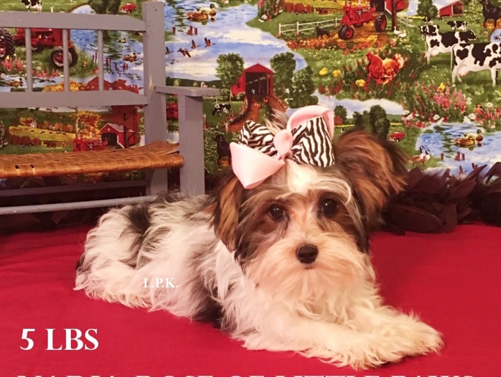 Nadia, a Little Paws Yorkies parent dog