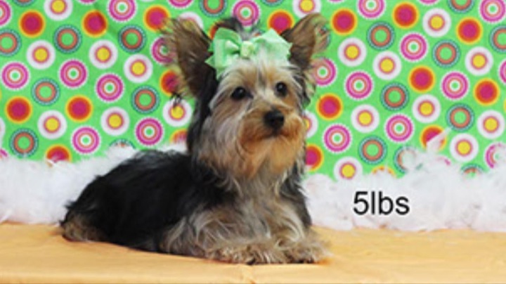 Little Paws Yorkie, a Little Paws Yorkies parent dog