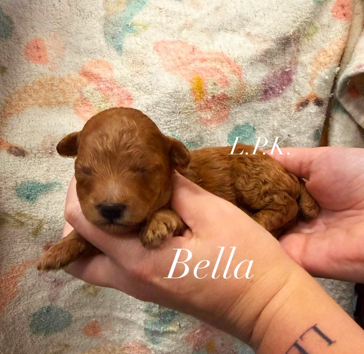 Bella, an adopted Toy Poodle