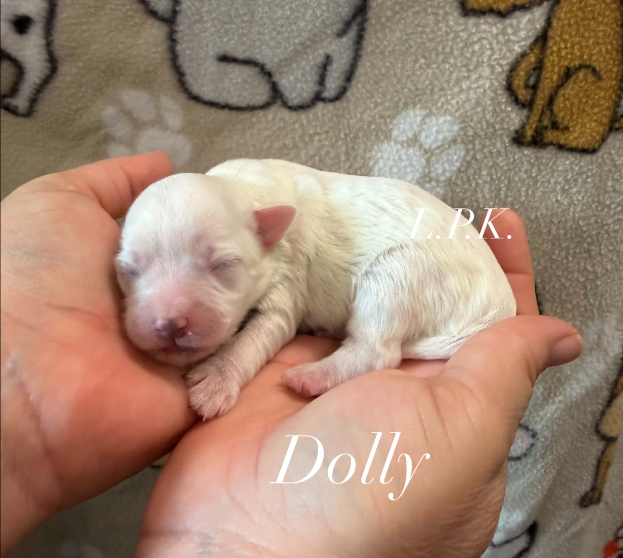 Dolly, an adopted Maltipoo