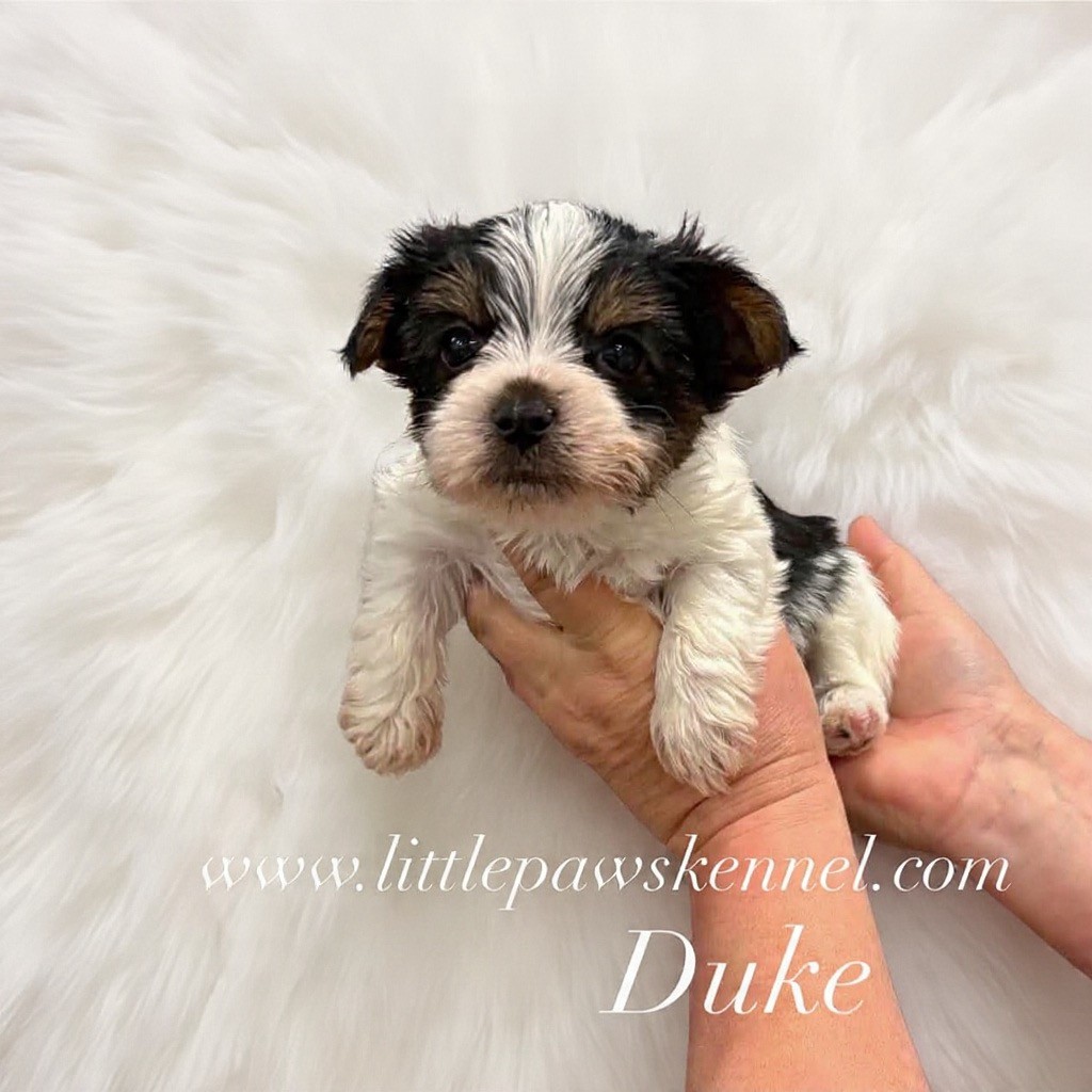 Duke, an available Yorkshire Terrier