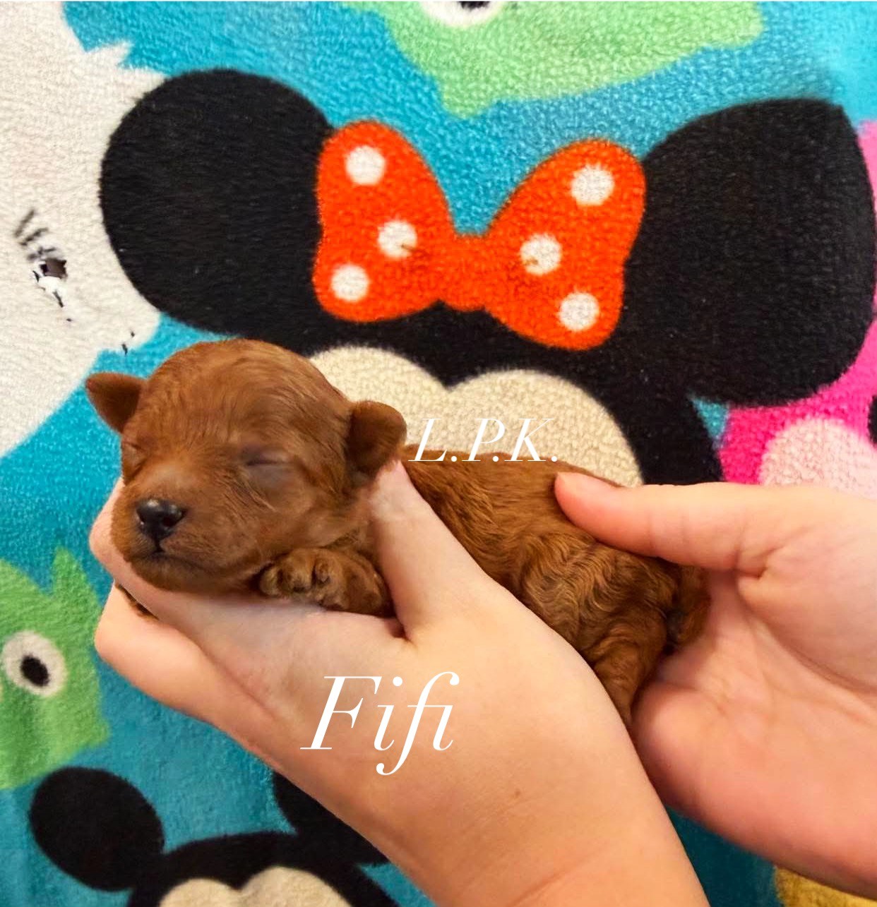 FiFi, an adopted Toy Poodle