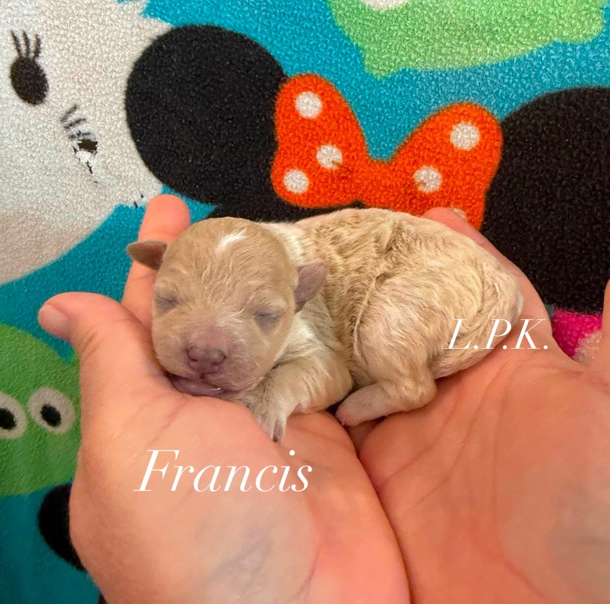 Francis, an adopted Maltipoo