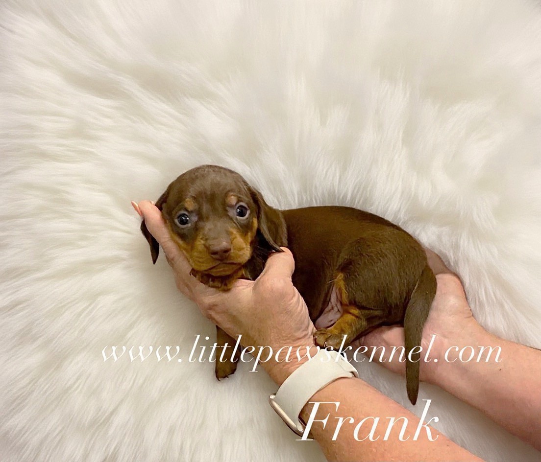 Frank, an available Mini Dachshund