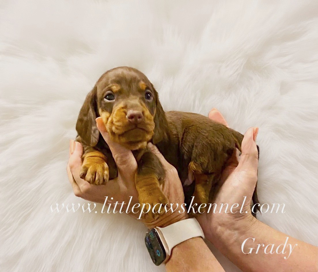 Grady, an available Mini Dachshund