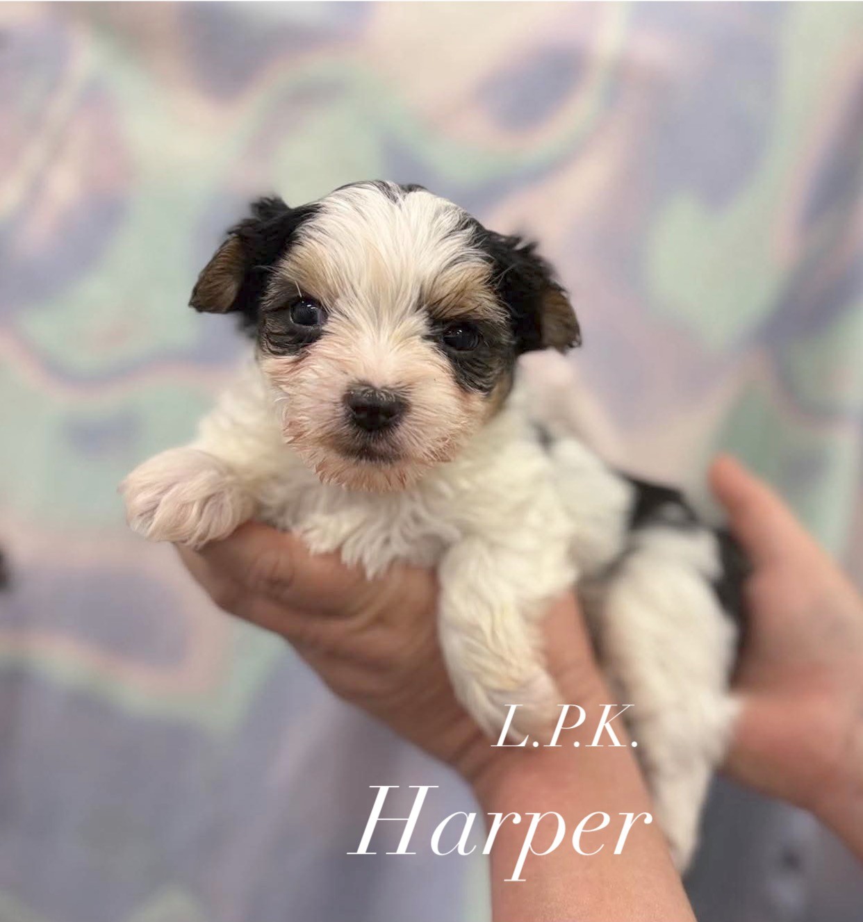 Harper, an available Yorkshire Terrier